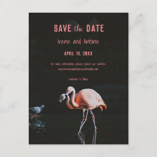 Pink Flamingos Wading In Water Save The Date Announcement Postcard