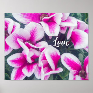 Pink Floral Cyclamen Photography Poster