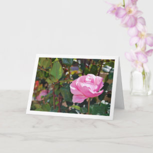 Pink Floral Garden Rose Card
