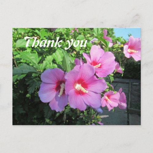 Pink Floral Photography Thank You Postcard