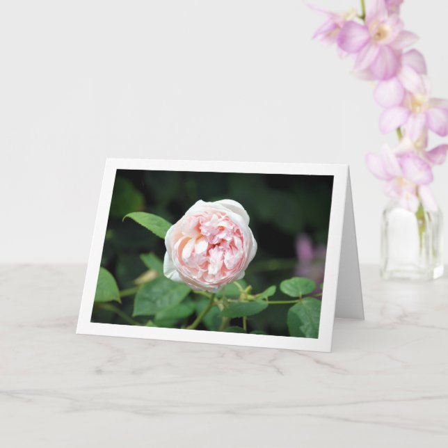 Pink Floral Rose Card (Orchid)