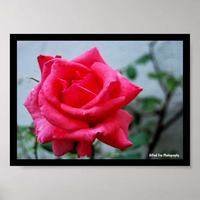 Pink Floral Rose Portrait Poster (Front)