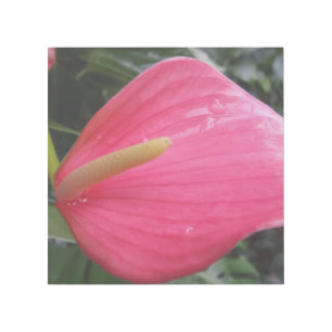 Pink Flower 12" x 12" Gallery Wrap