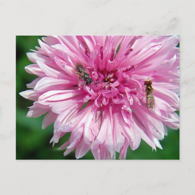 Pink Flower and Bugs Postcard (Front)