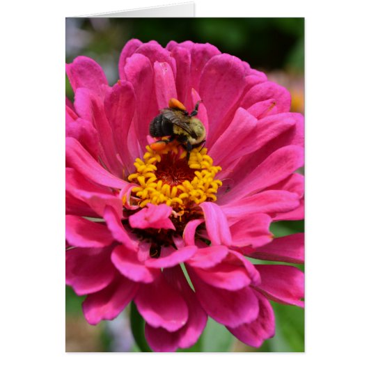 Pink flower and Bumble bee Cards (Front)
