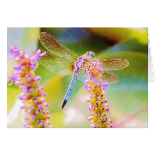 pink  flower and dragon fly cards (Front Horizontal)