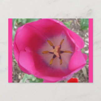Pink Flower at the Garden Postcard