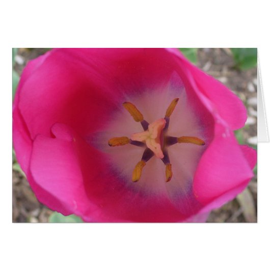Pink Flower at the Gardens (Front Horizontal)