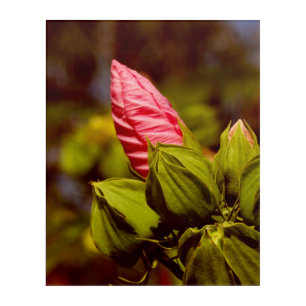 Pink Flower Bud Floral Garden Acrylic Wall Art