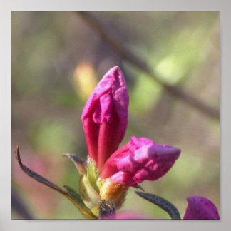 Pink Flower Buds Poster