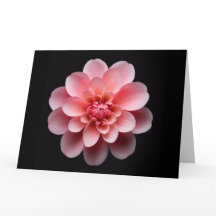Pink Flower
