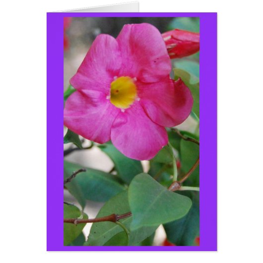 Pink Flower Cards (Front)