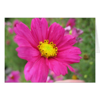 Pink Flower Cards