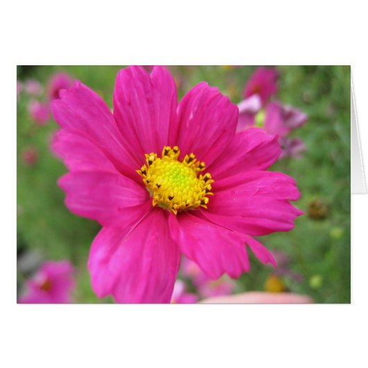 Pink Flower Cards (Front Horizontal)