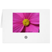 Pink Flower Cards (Back Horizontal)