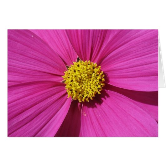 Pink Flower Cards (Front Horizontal)