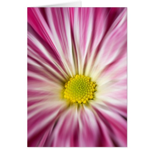 Pink Flower Cards (Front)