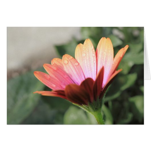 Pink Flower Cards (Front Horizontal)