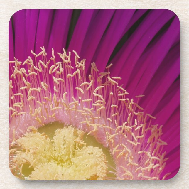 Pink Flower Coasters (Front)