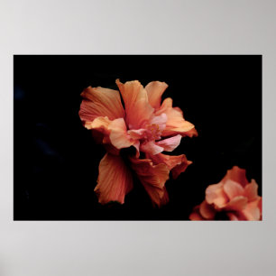 PINK FLOWER IN BLACK BACKGROUND POSTER