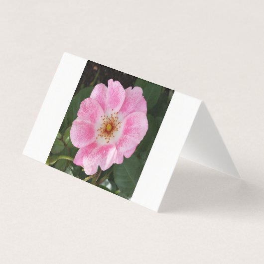 pink flower in the shade (Front)
