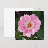 pink flower in the shade (Front/Back)