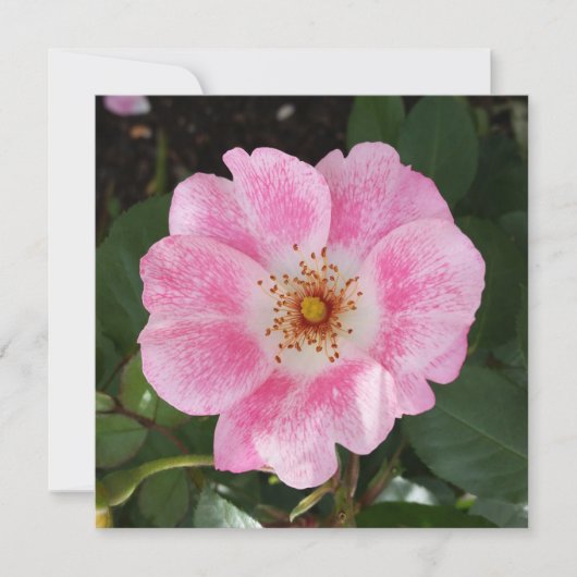 pink flower in the shade (Front)