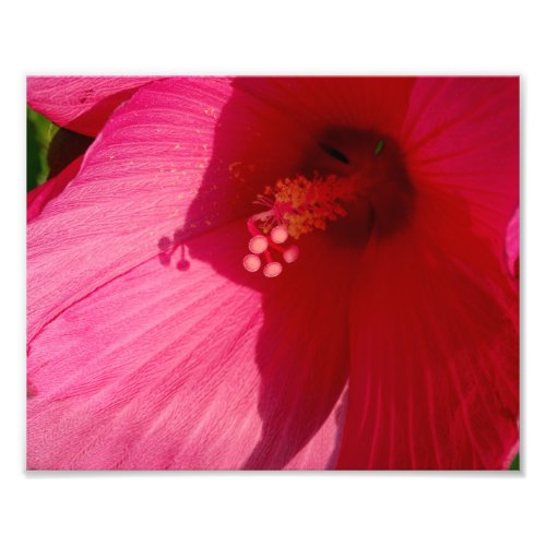 Pink Flower Kodak Professional Photo Paper Satin