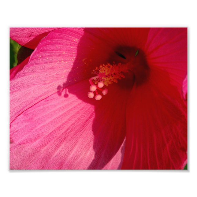 Pink Flower Kodak Professional Photo Paper (Satin) (Front)