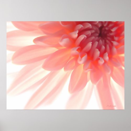 Pink Flower Petals Abstract Poster