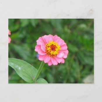 Pink Flower Postcard by DonnaGrayson_Photos at Zazzle
