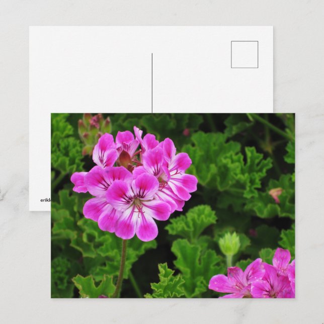 Pink Flower Postcard (Front/Back)