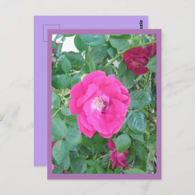 Pink Flower Postcard (Front/Back)
