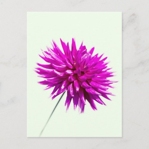 Pink Flower Postcard