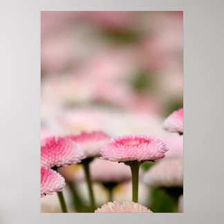 Pink flower poster