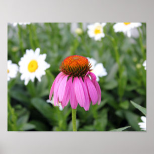 Pink Flower Poster