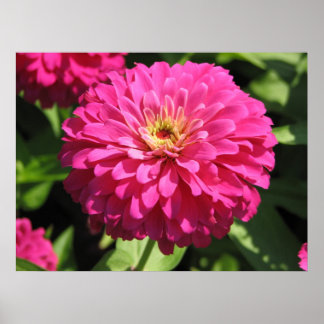 PINK FLOWER POSTER