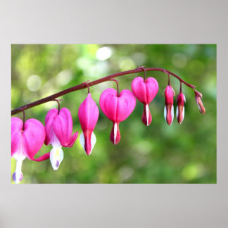 Pink Flower Poster