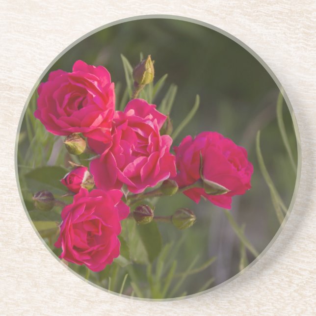 Pink Flower Sandstone Coaster (Front)