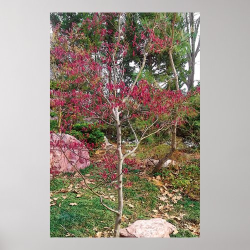 Pink Flower Tree Photographic Print