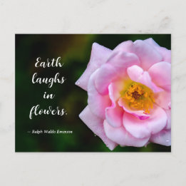 Pink Flower with Dew Drops Nature Photograph Postcard