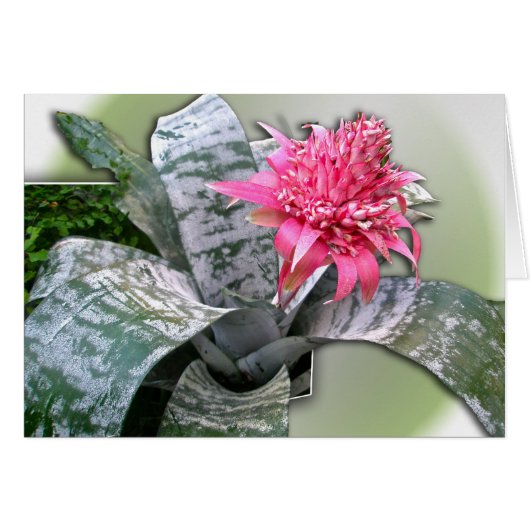 Pink Flowered Bromeliad (Front Horizontal)