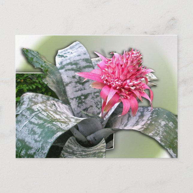Pink Flowered Bromeliad Postcard (Front)