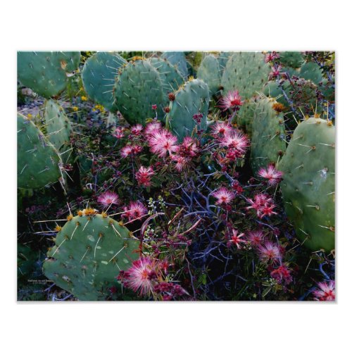 Pink Flowered Fairy Duster  Cactus Arizona USA Photo Print
