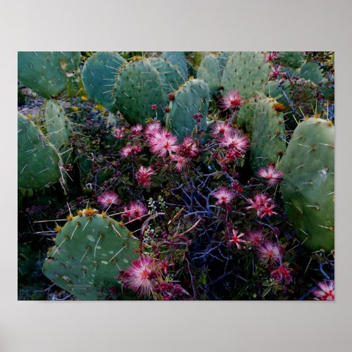 Pink Flowered Fairy Duster  Cactus Arizona USA Poster