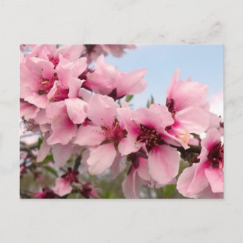 Pink Flowering Branch Postcard by StriveDesigns at Zazzle
