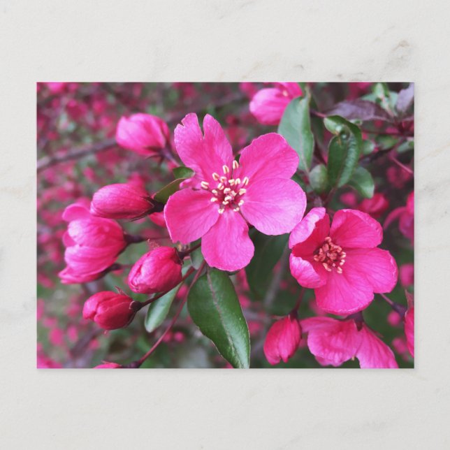 Pink Flowering Crabapple Postcard (Front)