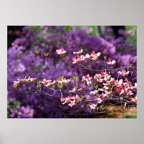 Pink Flowering Dogwood and Purple Azaleas Poster
