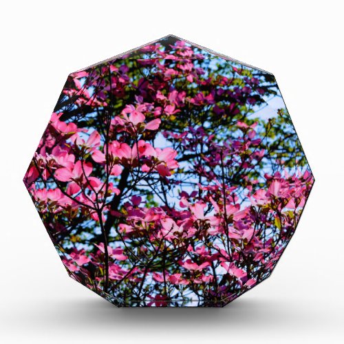 Pink flowering Dogwood tree Acrylic Award