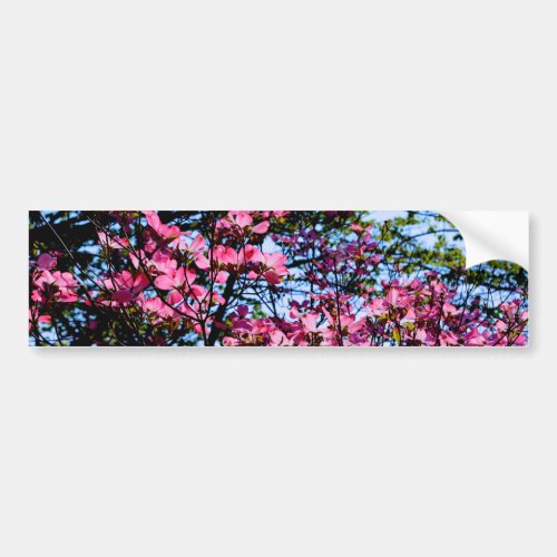 Pink flowering Dogwood tree Bumper Sticker
